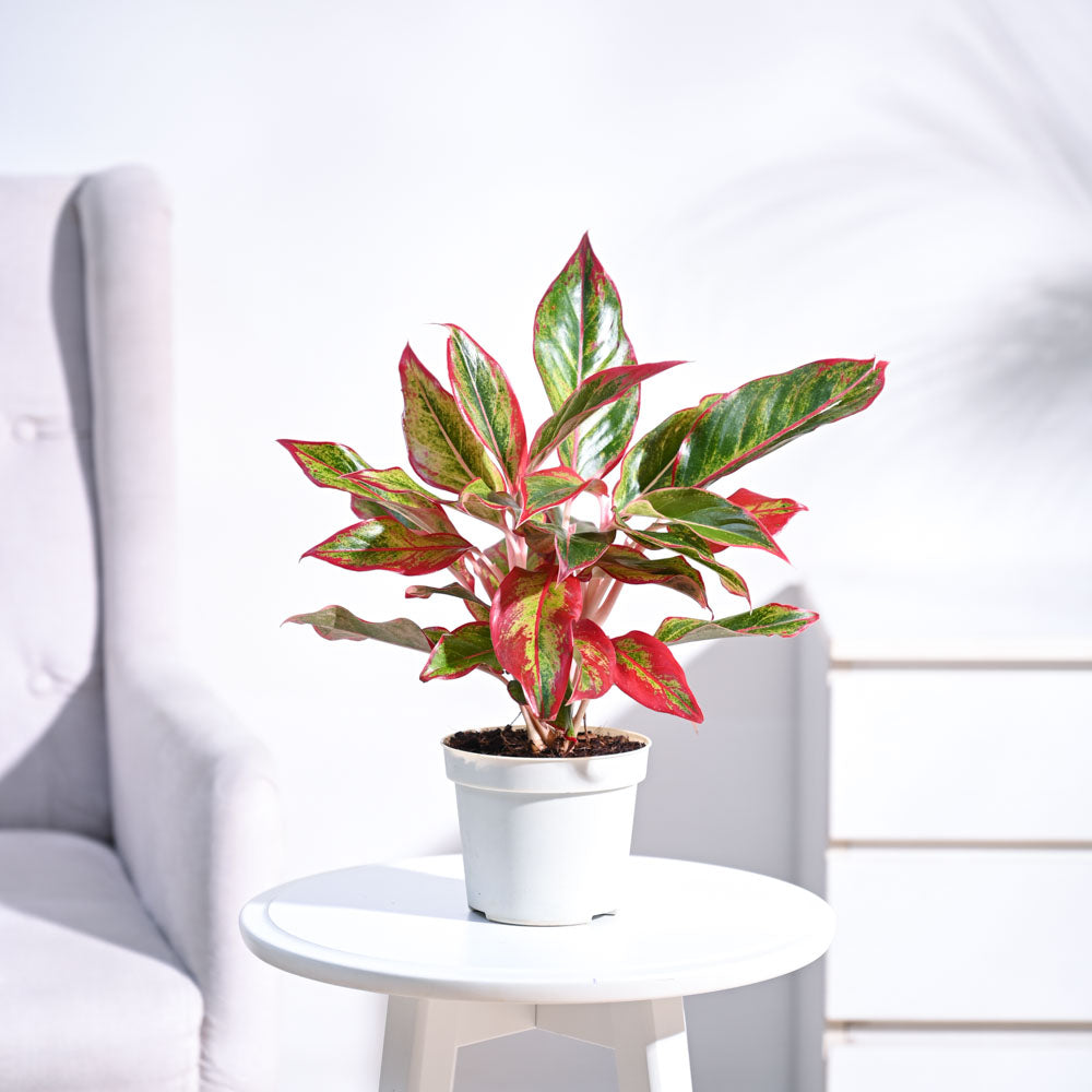 Aglaonema Red Plant, Real Plant