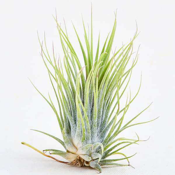 Air Plant (Tillandsia Ionantha Guatemala), Medium