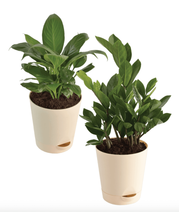 Air Purifying Plants - ZZ and Peace Lily