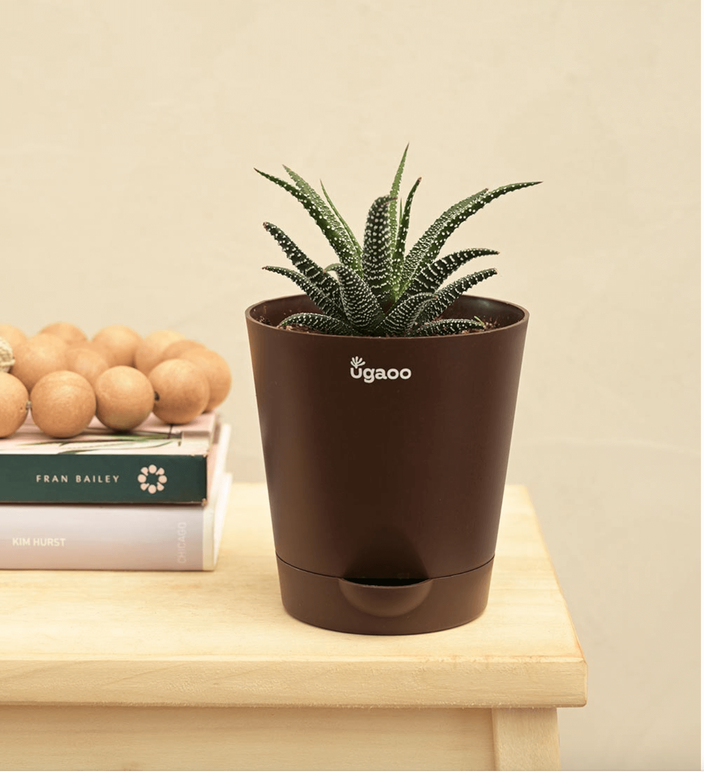 Aloe Pepe (Dwarf Aloe Variety)