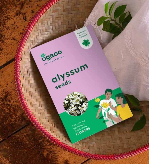 Alyssum Seeds Flowering Plant