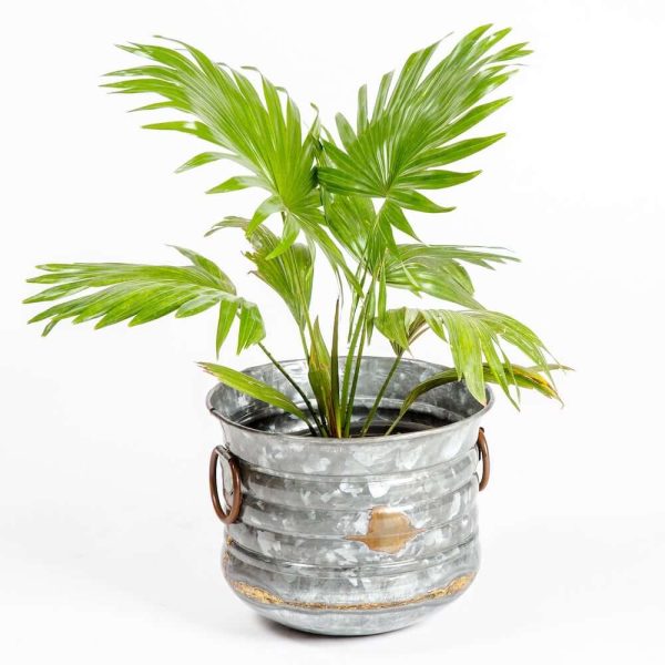 Antique, Rustic Iron Planter (Sizes Available)