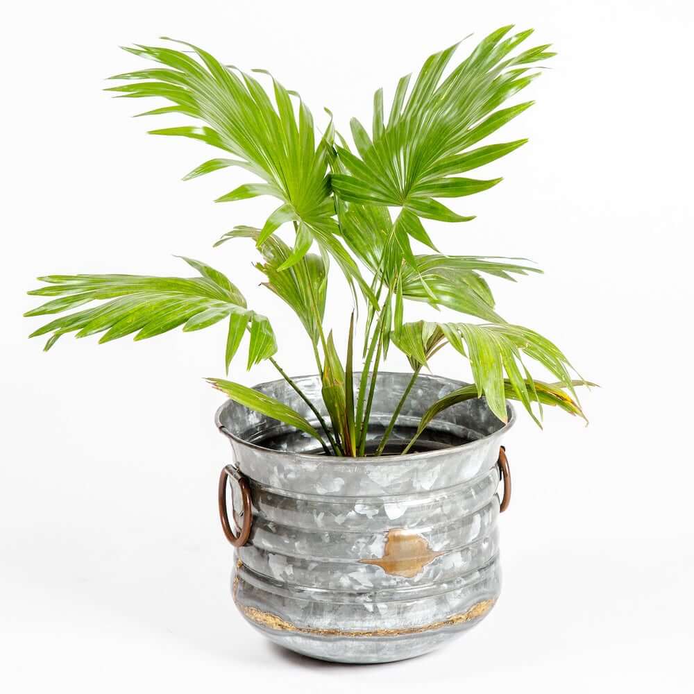 Antique, Rustic Iron Planter (Sizes Available)