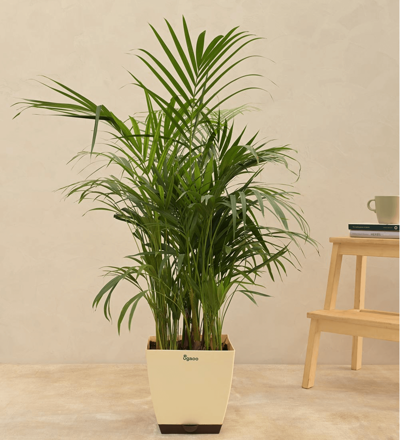 Areca Palm Plant, XL size
