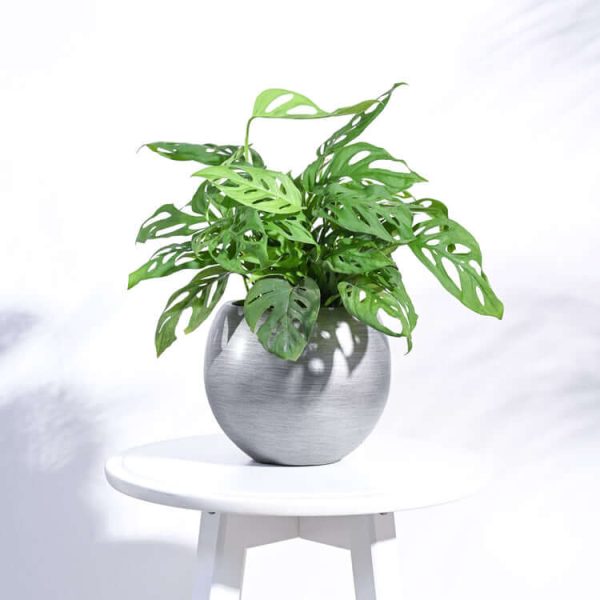 Ball Vase in Silver, Zuri