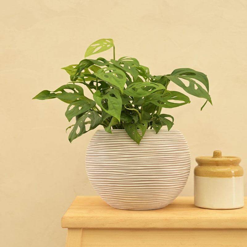 Ball Vase with Ribbed Design, Ivory