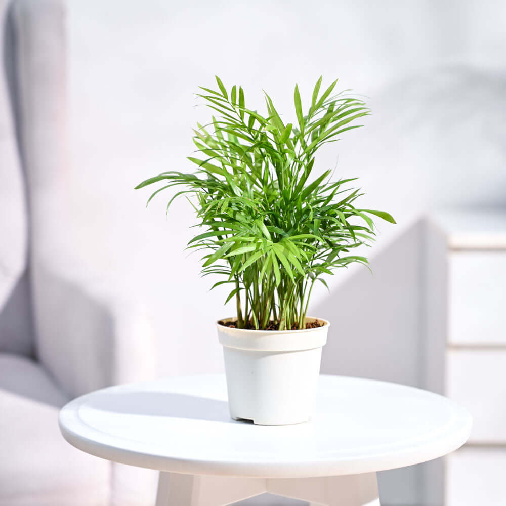 Bamboo Palm Plant (Sizes and Planter Styles Available)