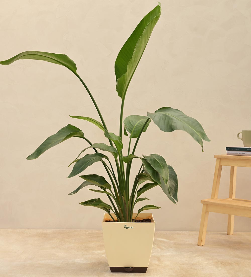 Bird of Paradise (Strelitzia nicolai) Real Plant