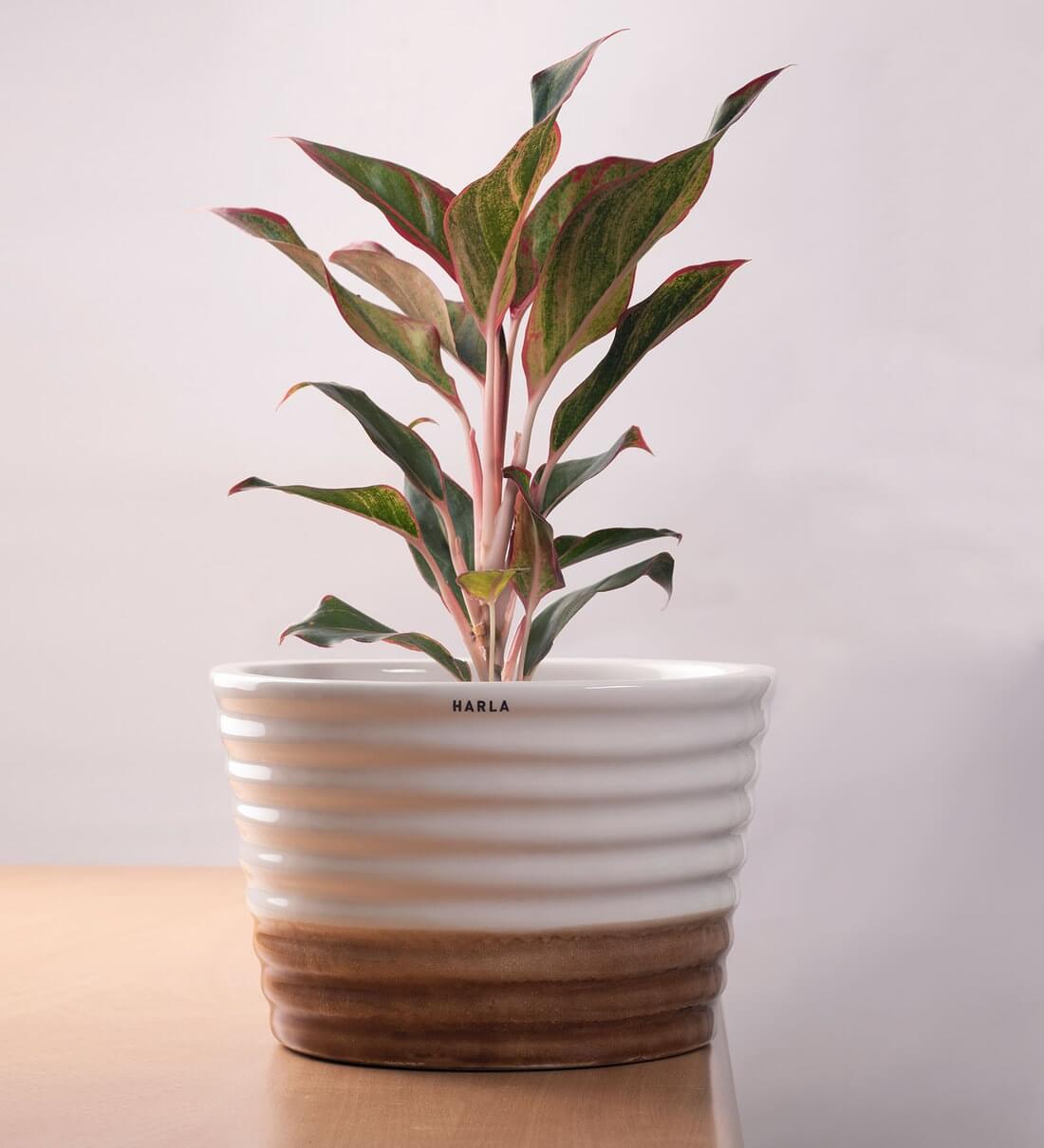 Brown and White Ceramic Planter