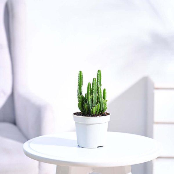 Cactus Plant - Elongated