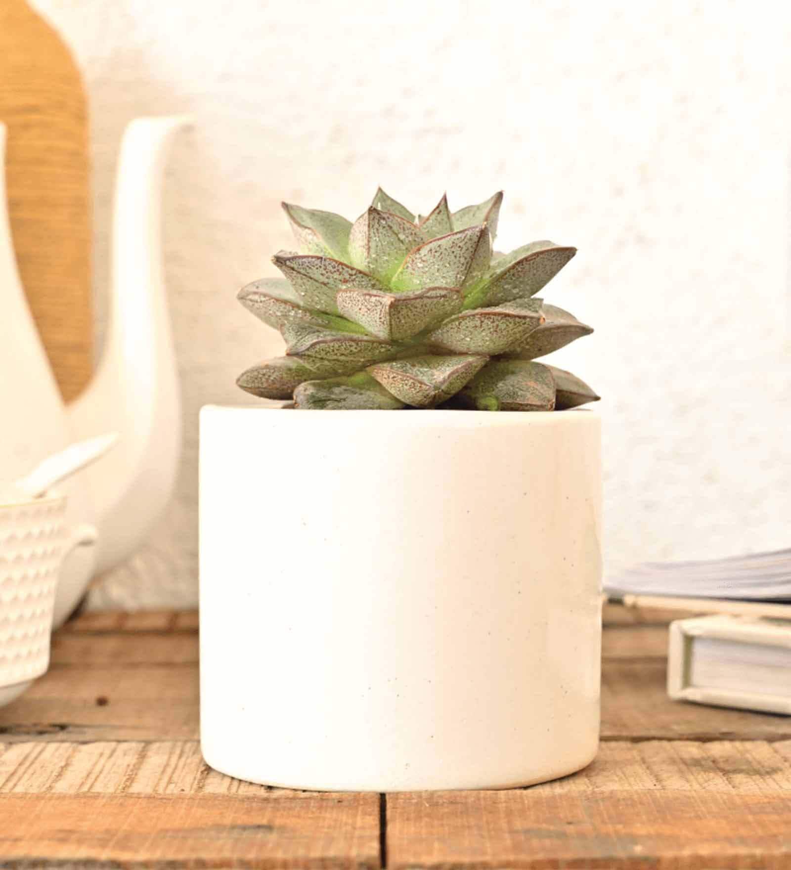 Ceramic Cylindrical Desk Planter in White