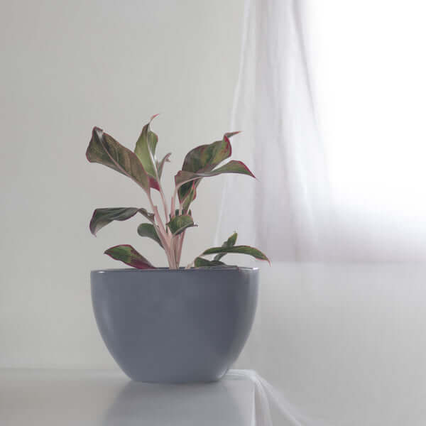 Ceramic Planter, Medium Size