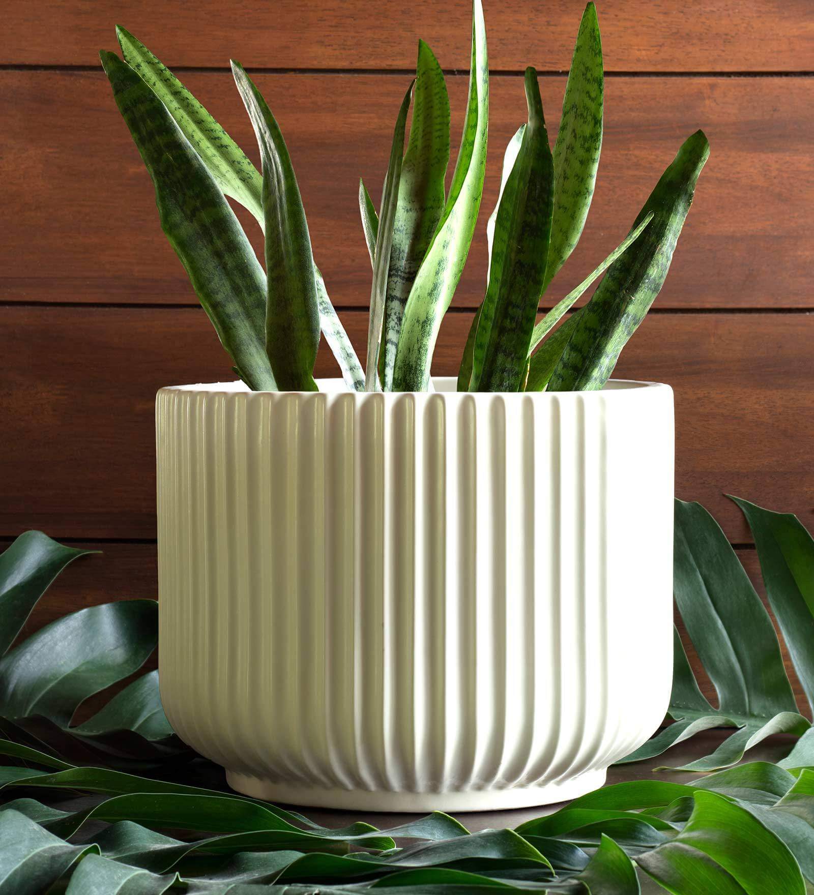 Ceramic Planter in Matt Ivory