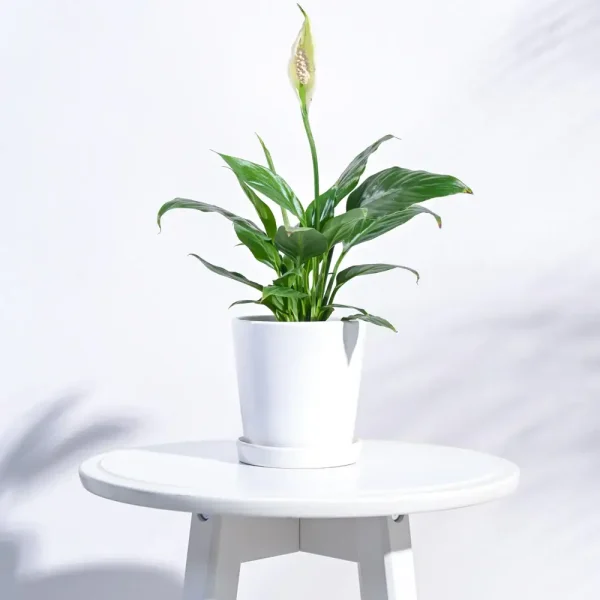 Ceramic Table Pot in White