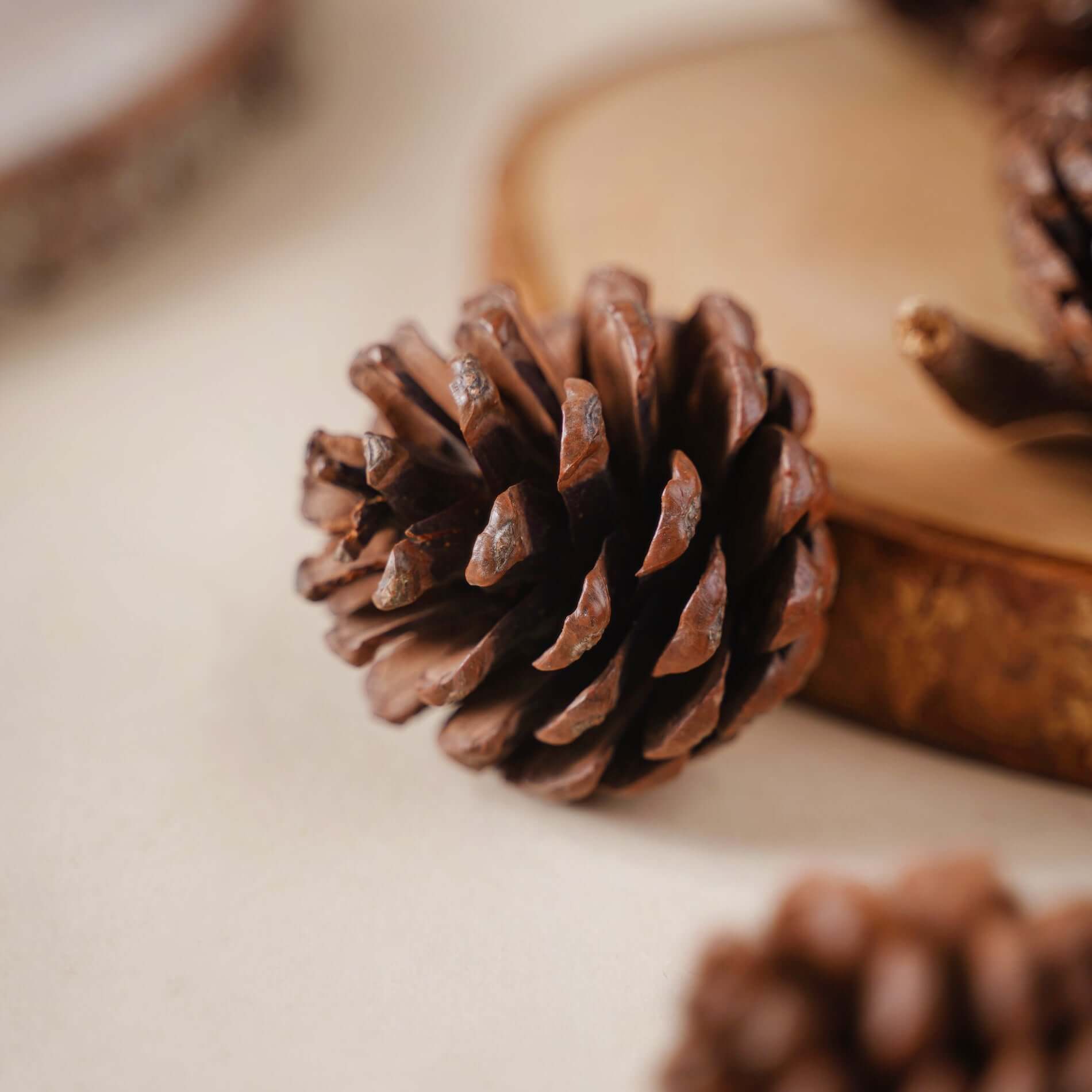 Decorative, Natural Pine Wood Cones