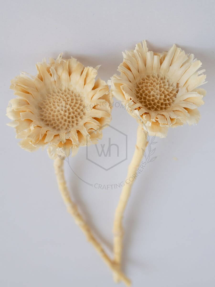 Dried Natural African Sunflowers with tightly packed petals