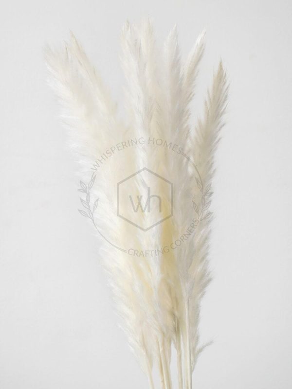 Dried Pampas Grass, White