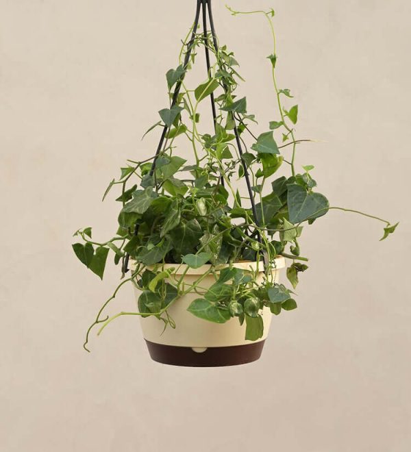 English Ivy Plant (Real) in Hanging Planter