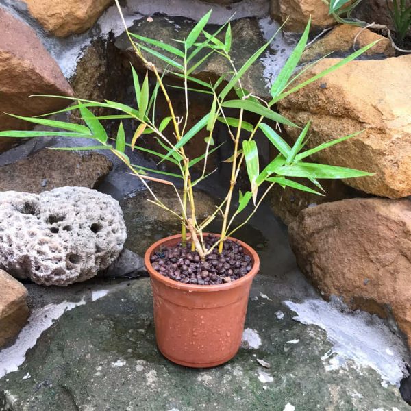 Fargesia Murielae Simba Bamboo Plant (Real)
