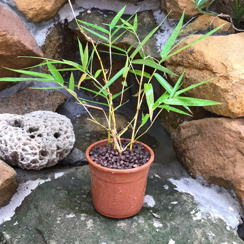 Fargesia Murielae Simba Bamboo Plant (Real)