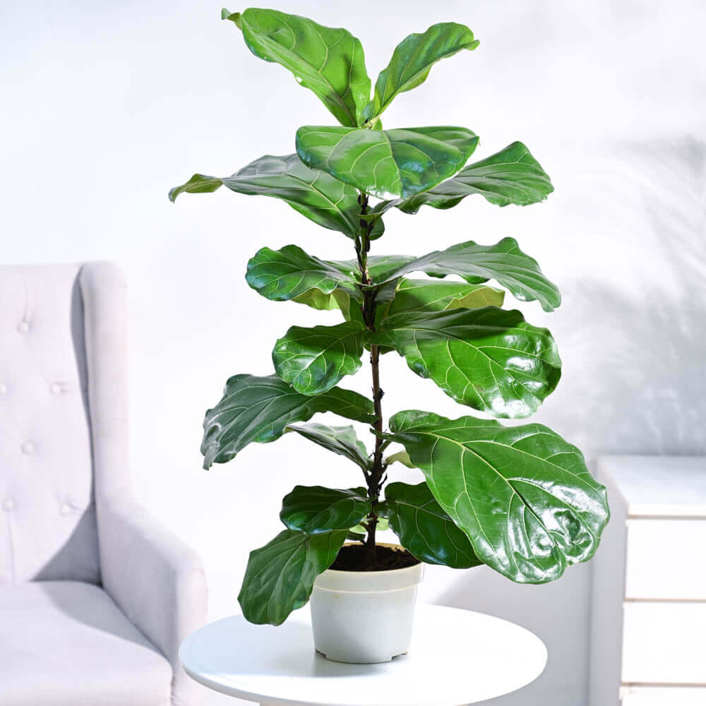 Fiddle Leaf Fig Plant with Pot (Pot Selection Available)
