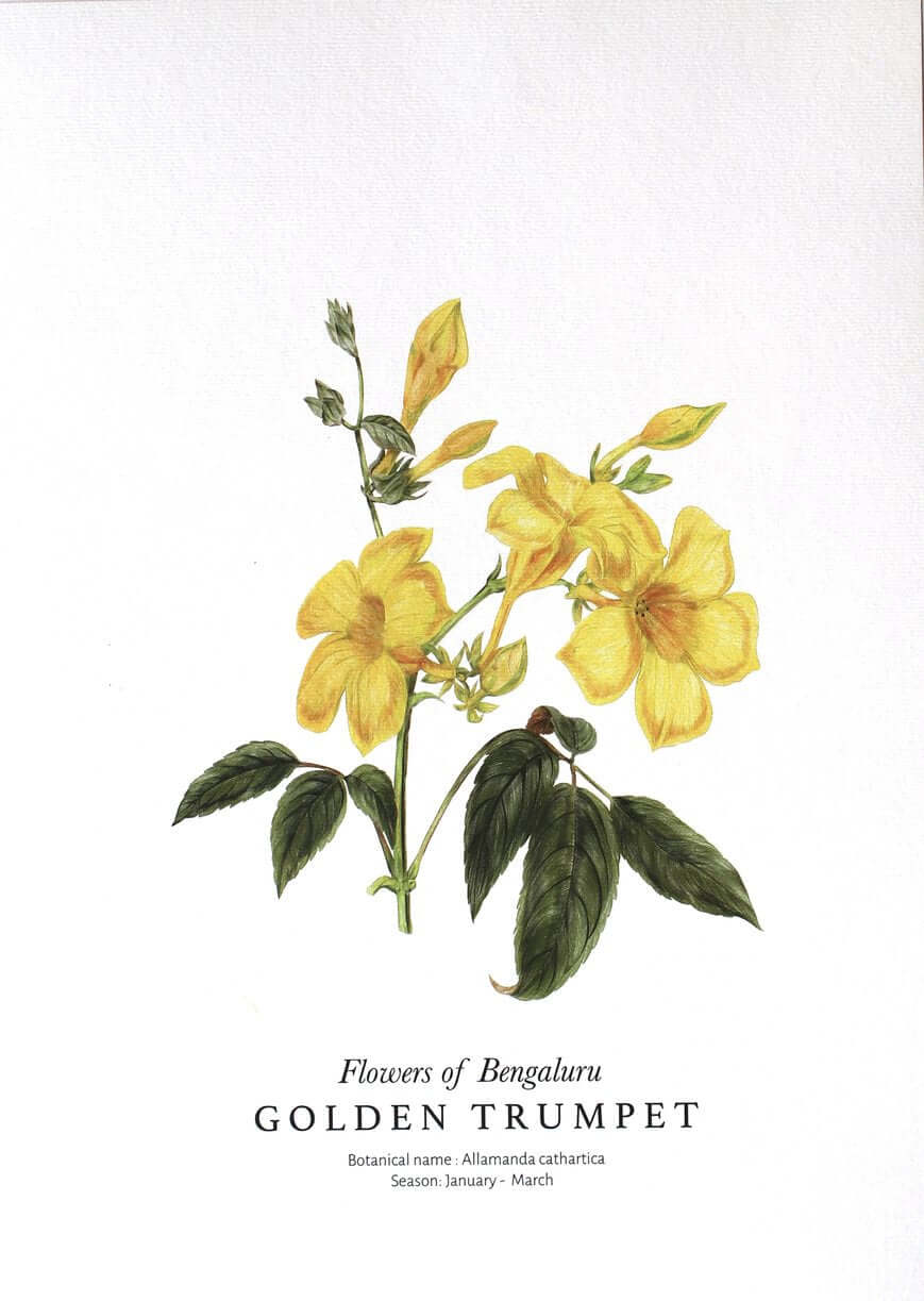‘Flowers of Bengaluru’ Series Poster on Paper, Yellow