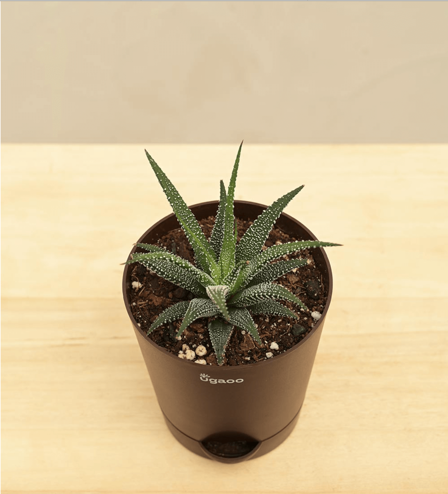 Haworthia Fasciata Plant (Succulent)