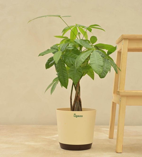 Malabar Chestnut (Money Tree) Indoor Plant (Real)