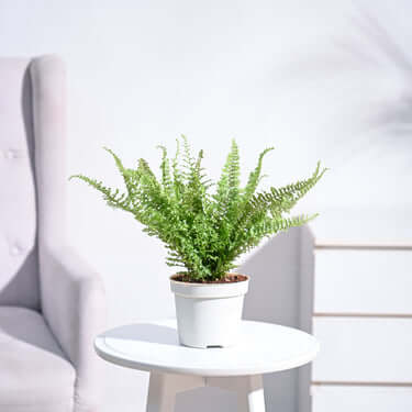 Morpankhi Fern, Medium Size