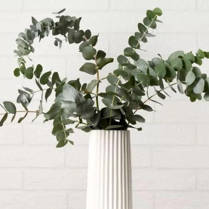 Naturally Dried Eucalyptus Sprigs, Set of 5