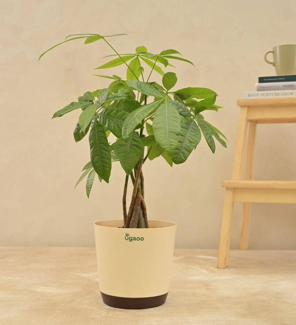 Pachira Money Tree
