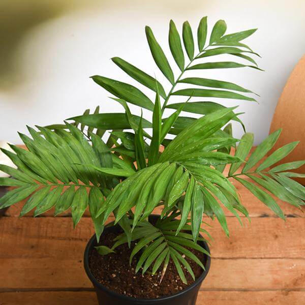 Parlour Palm Plant (Chamaedorea Elegans) (Real)