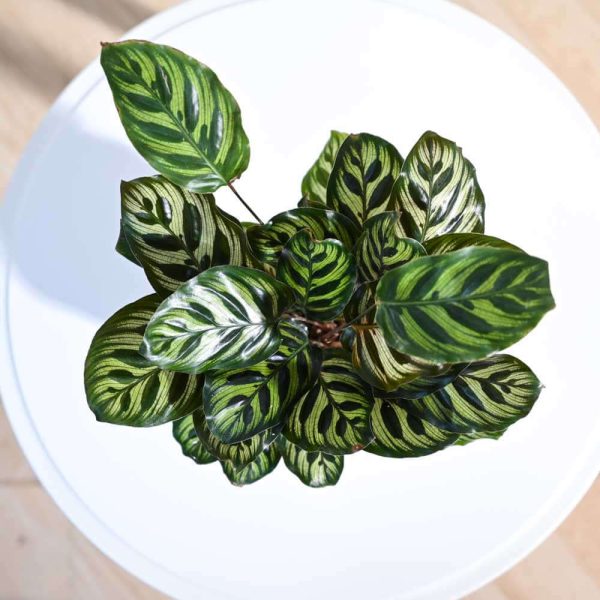 Peacock Plant - Medium Size