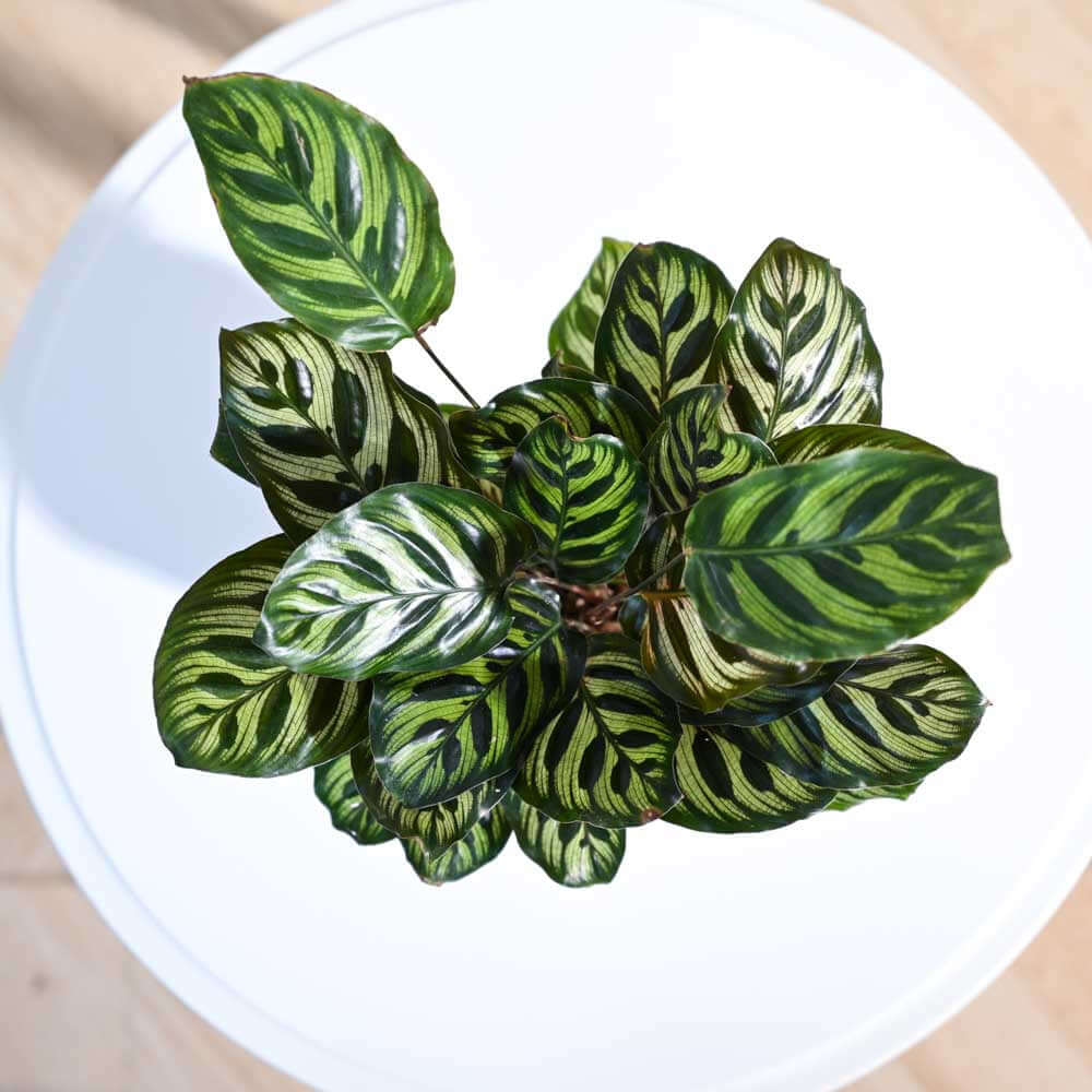 Peacock Plant - Medium Size