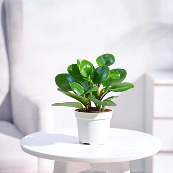 Peperomia Green Plant (Real)