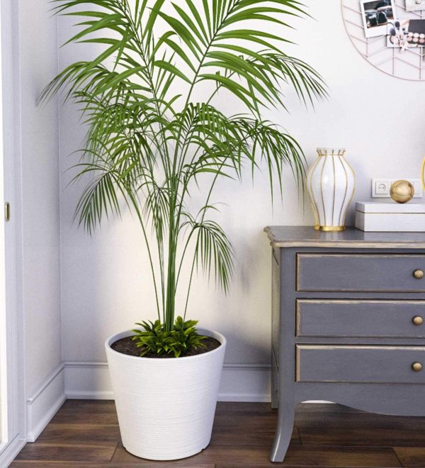 Polymer Floor Planter in Large Size, Aloha
