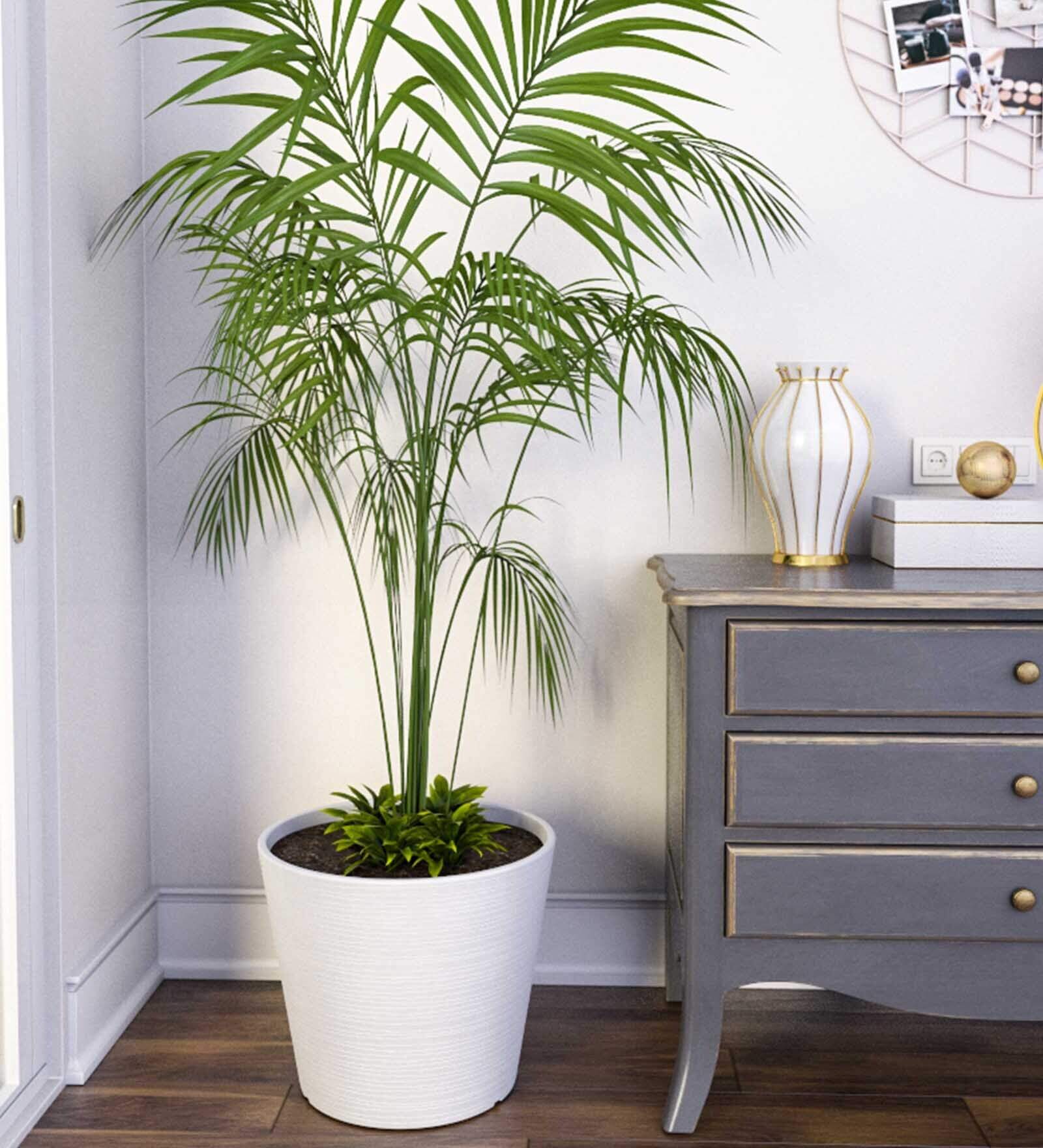 Polymer Floor Planter in Large Size, Aloha