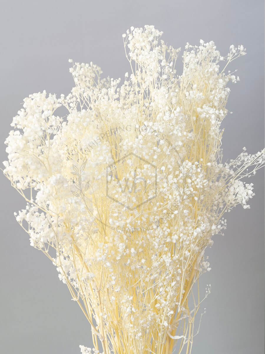 Preserved Dried Baby’s breath Flower in White