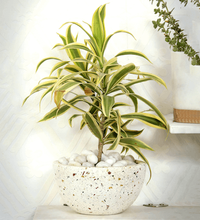 Round shaped Marble Planter in White