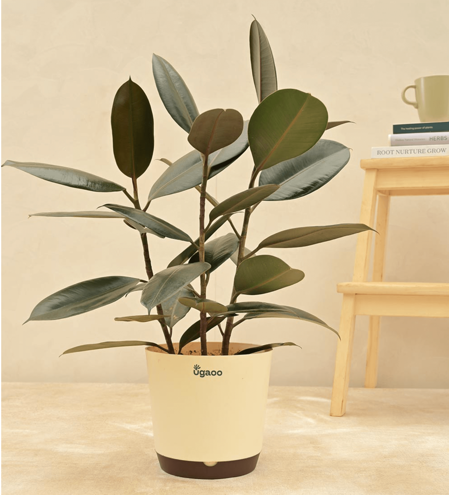 Rubber Plant (Large)