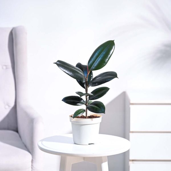 Rubber Plant, Medium size