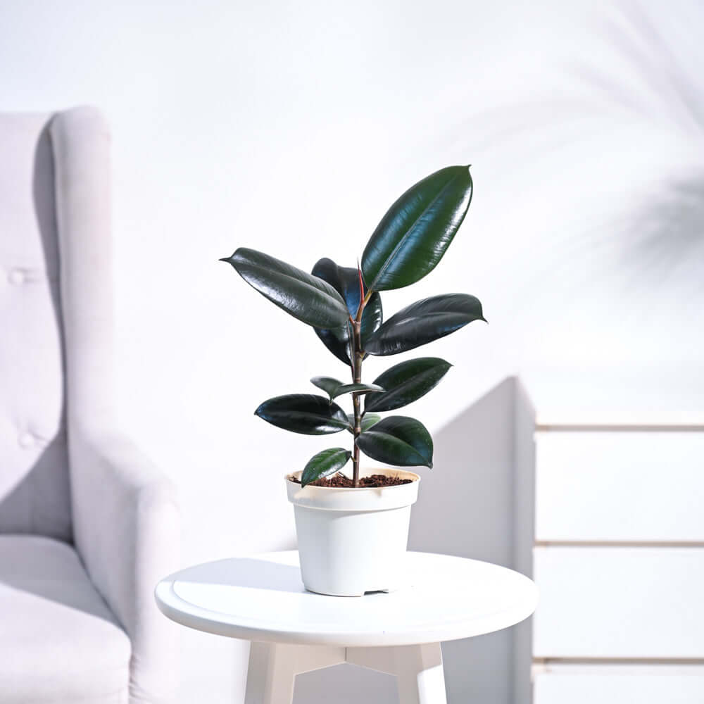 Rubber Plant, Medium size