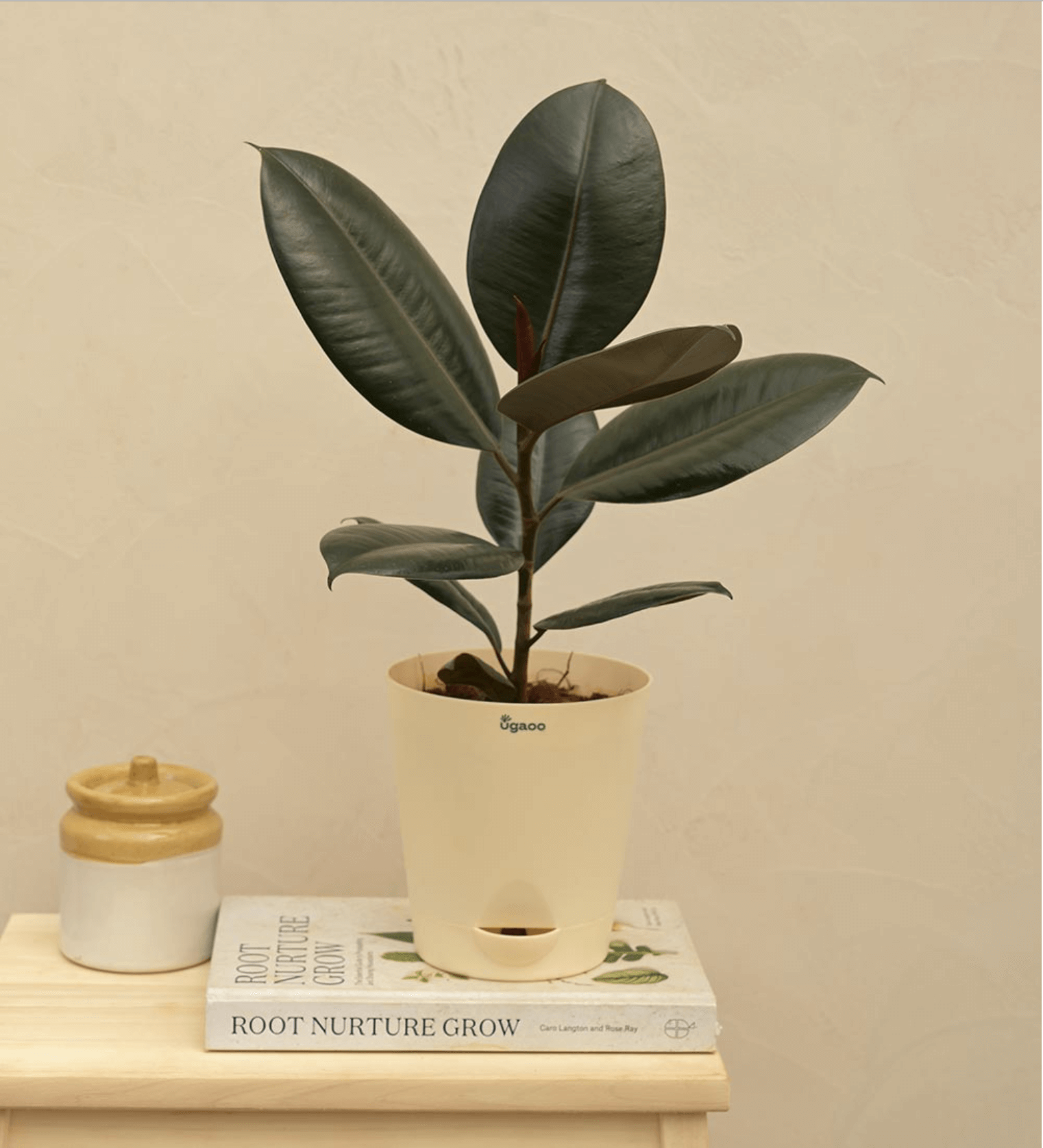 Rubber Plant (Medium Size)