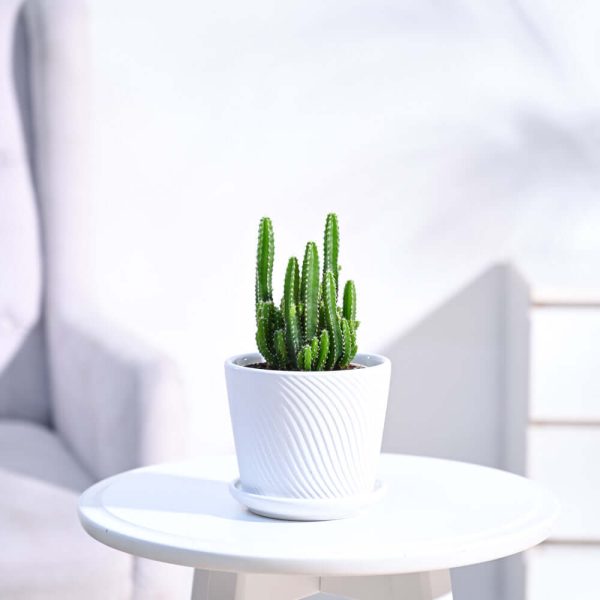 Small Cactus Plant, Elongated (Variety in Planters Available)