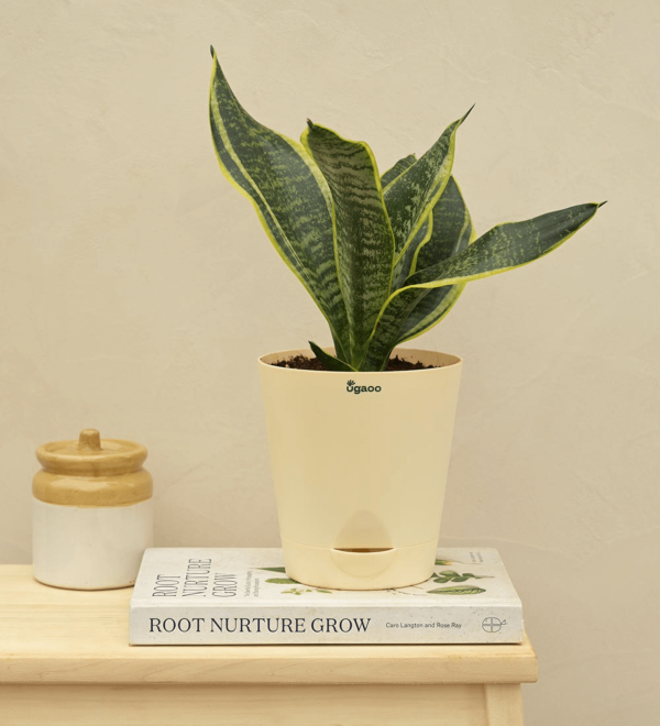 Snake Plant - Futura Superba