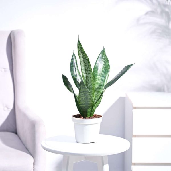 Snake Plant (Sansevieria Superba Green)