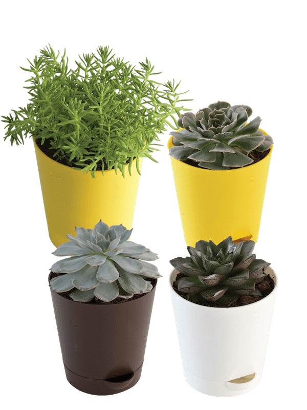 Succulent Tabletop Bundle with Pot and Soil