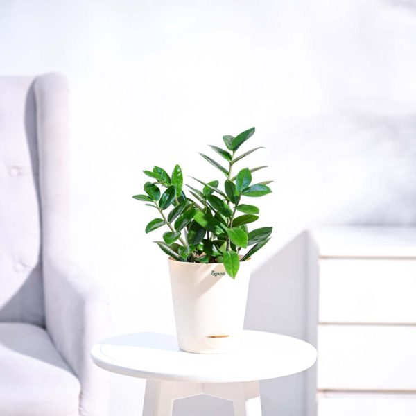 The ZZ plant (Real) with Pot and Soil
