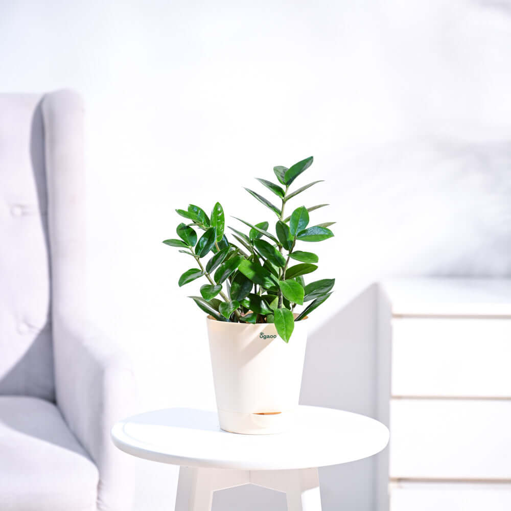 The ZZ plant (Real) with Pot and Soil