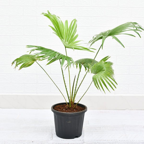 Umbrella Palm Plant (Real)